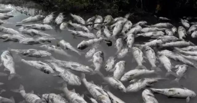 出血不正常什么情况,出血症草鱼