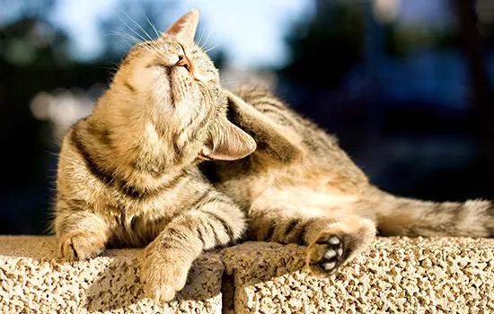 猫已经得了耳螨怎么办,十猫九螨