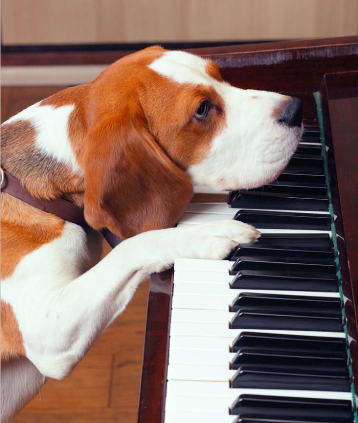 电子琴可以用钢琴演奏吗,电子钢琴可以当电子琴用吗