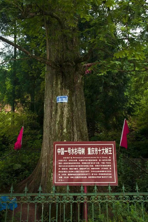 重庆石柱黄水一日游,冬天石柱黄水旅游最佳线路