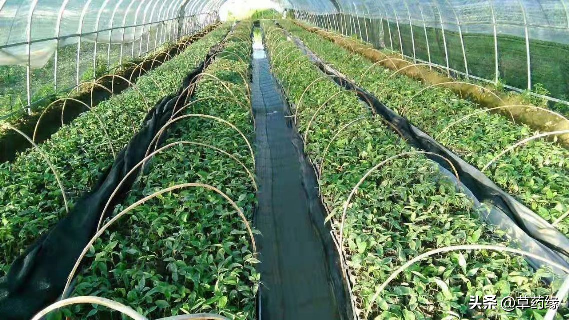 种植草药骗局,种植中草药的几种骗局