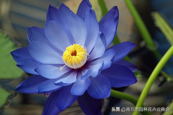 可爱又漂亮的睡莲,惊艳的睡莲