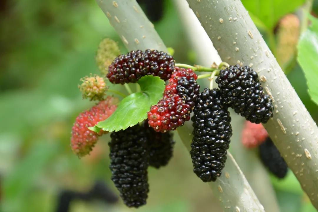 吃货们有福啦 ! 攀枝花承包了你一年的甜蜜……