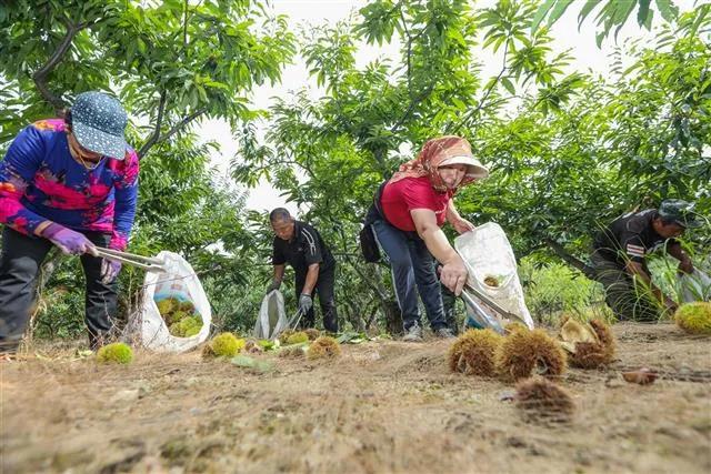 罗田振兴板栗产业,罗田板栗种植业