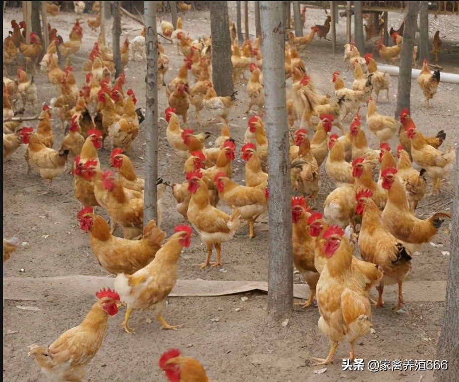 养鸡知识和治疗方案,养鸡科学知识大全