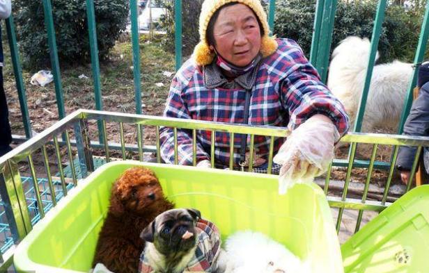 挑选好狗最简单的办法,如何挑选狗的正确方法