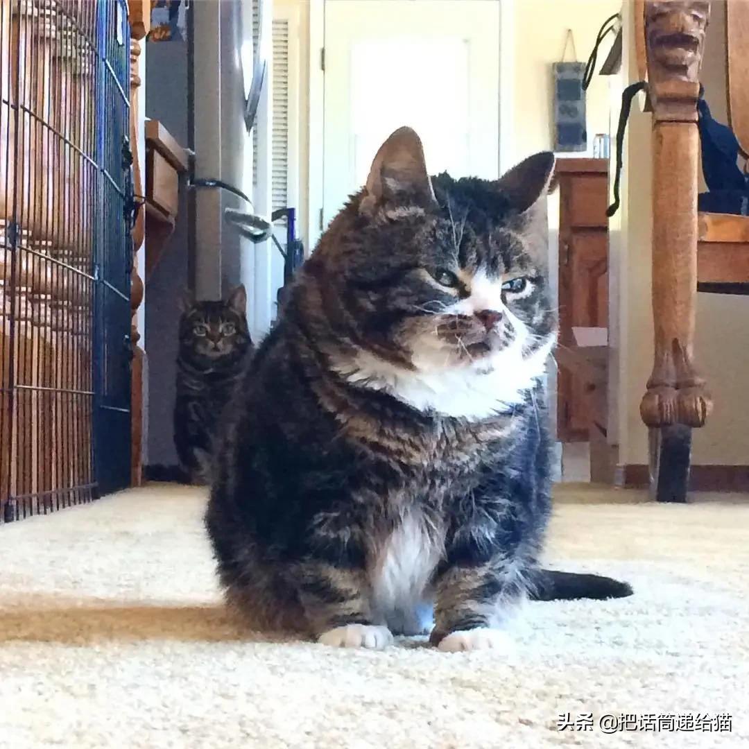 猫兄妹可爱视频,矮脚猫兄妹