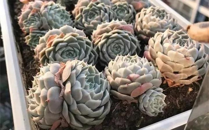 养花的虫害分类及防治,养花如何预防虫害视频教程