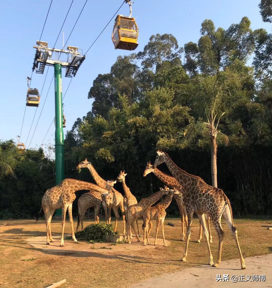 长隆动物园的动物,广州的长隆野生动物园有哪些动物