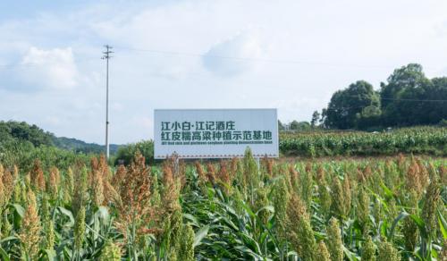 江小白10年入门级酒,江小白所有酒型