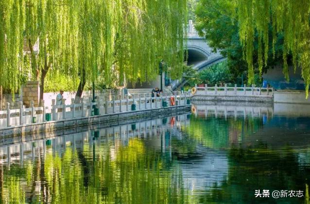 五鬼树有什么作用,五鬼树