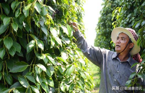 柬埔寨金边有什么特色特产,柬埔寨旅游必购十大特产