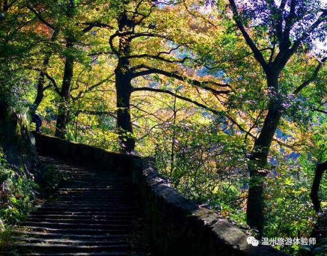 茶山寻幽处全文,茶山美景如仙境