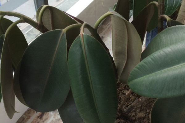 橡皮树叶子发黄怎么办,橡皮树叶子发红发黄怎么办