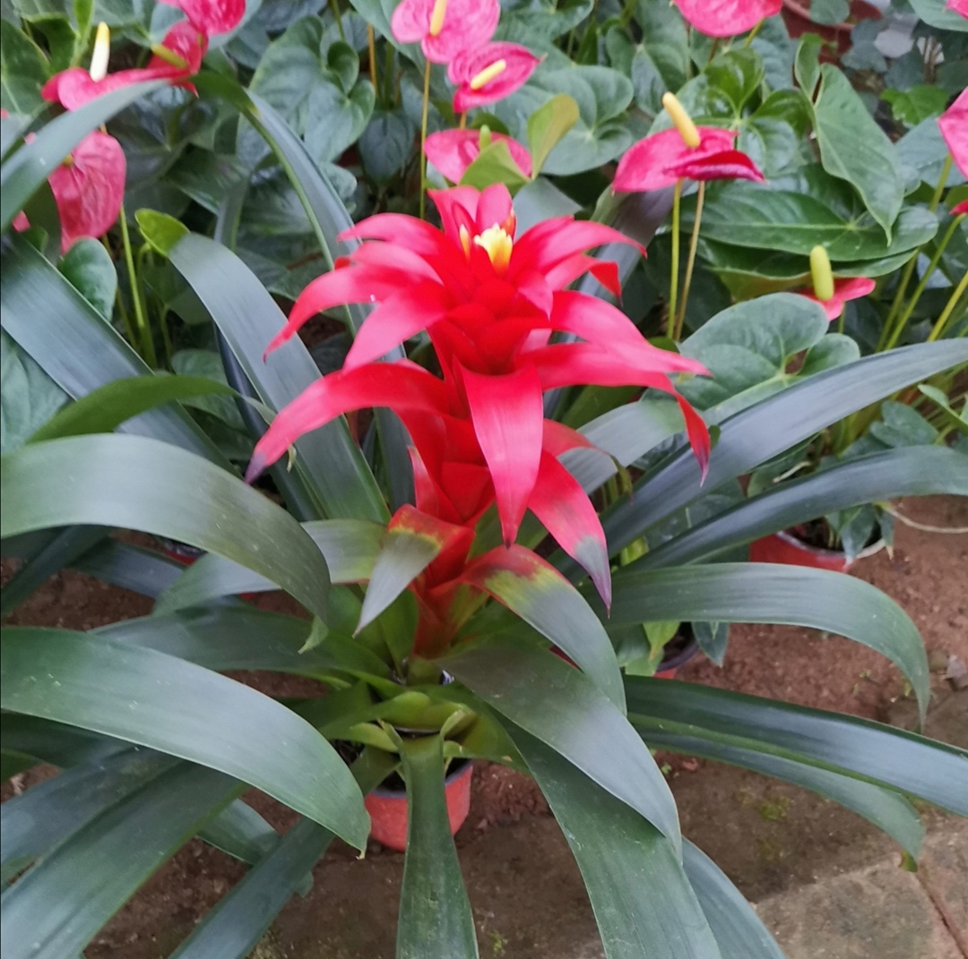 夏天闷热花卉怎么降温,夏天家里的花卉如何养护