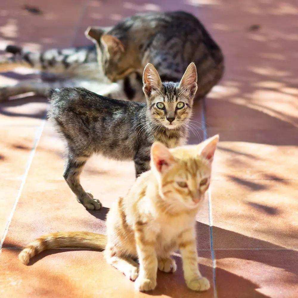 母猫为啥受孕后会攻击公猫,母猫为什么会转头攻击雄性