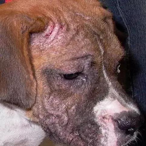 狗狗身上出红疹,原因很多速就诊