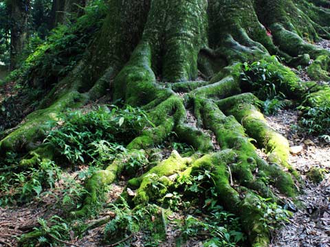农村的老房子拆了有影响吗,农村要倒的老房子怎样修复
