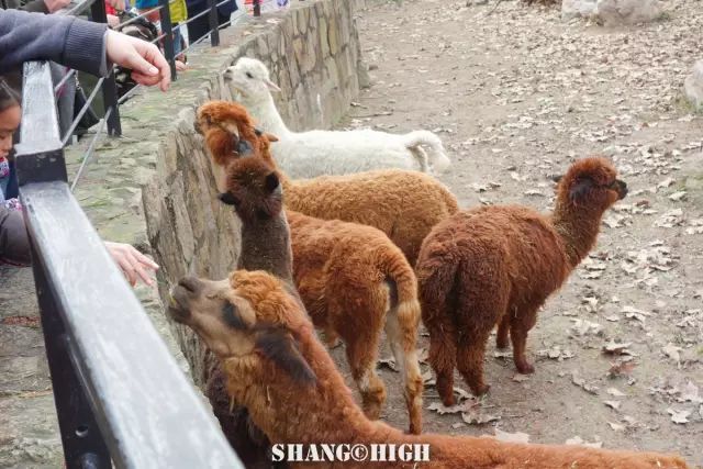 和平公园动物岛还有吗,和平公园可以喂动物吗