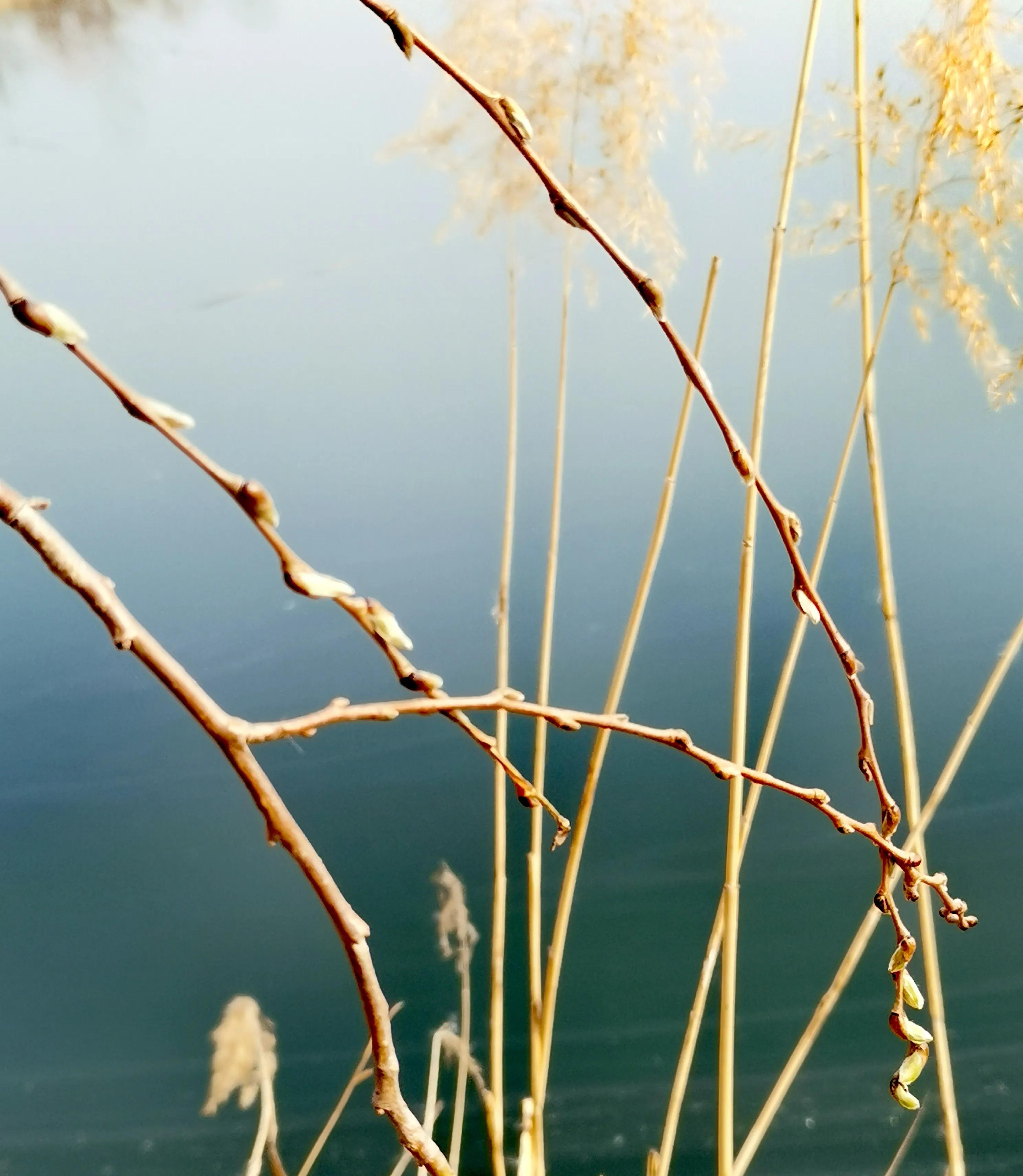 大年初一逛栎阳湖湿地公园，柳色遥看近吐绿，春归石川河！