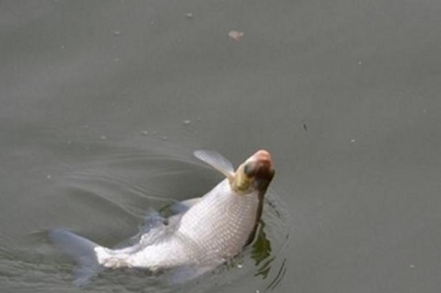 钓鳊鱼如何选择钓位和饵料,野钓鳊鱼的饵料及钓位选择