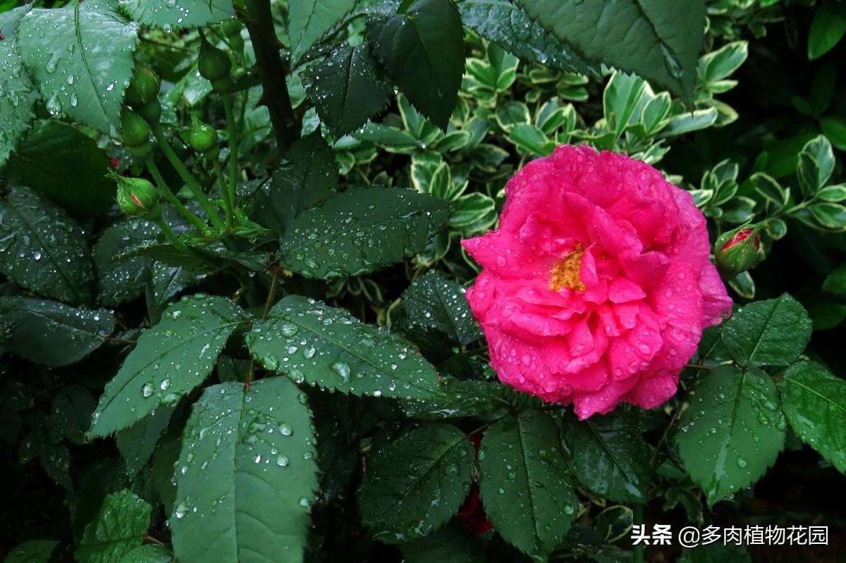 水仙花是我国的十大名花之一,桂花是我国的十大名花之一