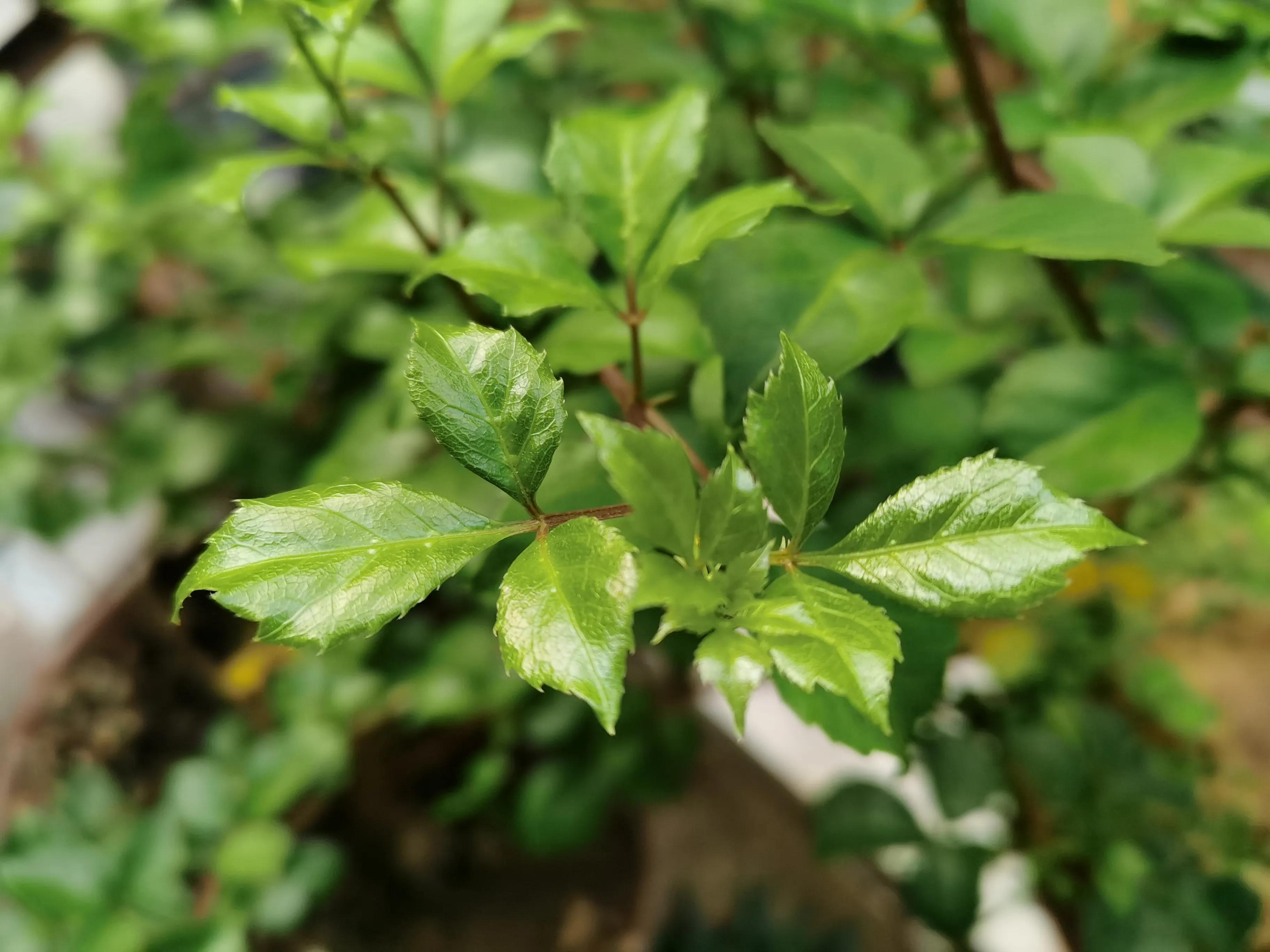 苦刺心的功效与作用图片,潮汕苦刺心的功效及作用