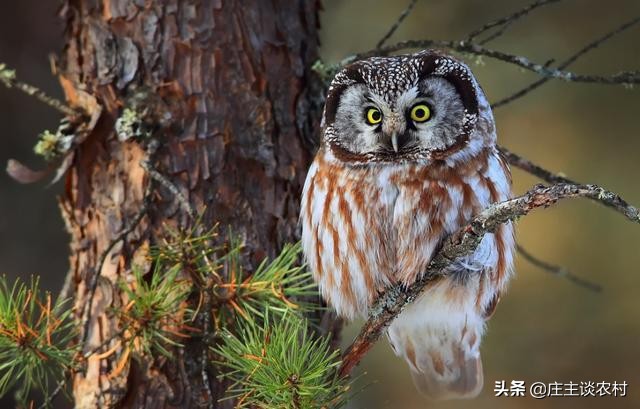 保护的小动物有哪些,保护类小动物