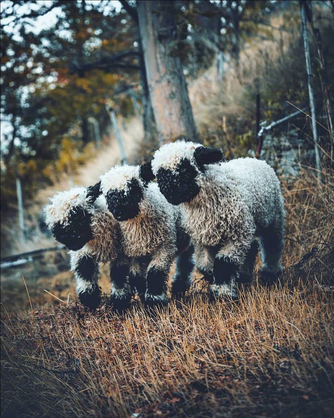 今日萌图,仓鼠身上长了疑似肿瘤的东西