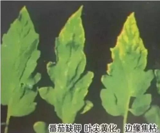 进口水溶肥是真的吗知乎,进口水溶肥和国产水溶肥的区别