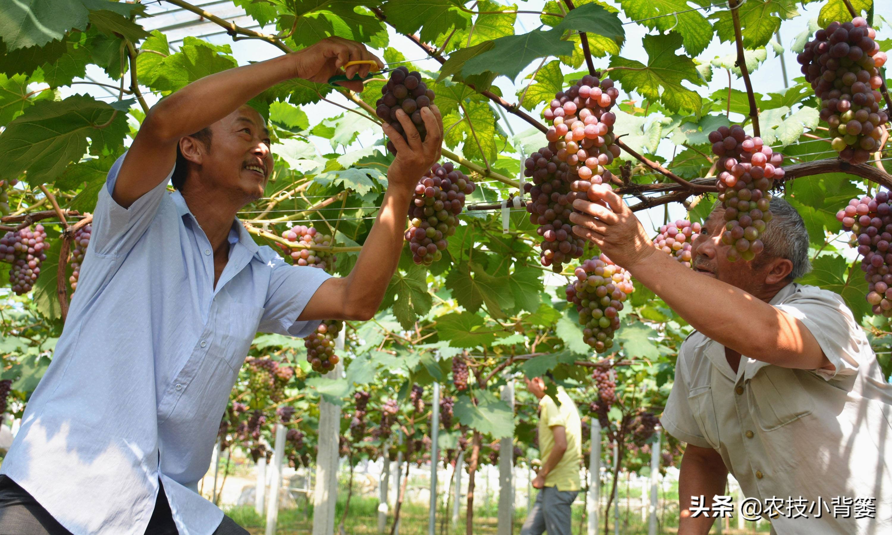 葡萄大小粒严重怎么补救,葡萄大小不均怎么治