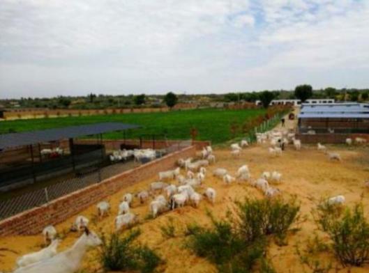 科技兴农打造“麻黄梁羊肉”地标产品