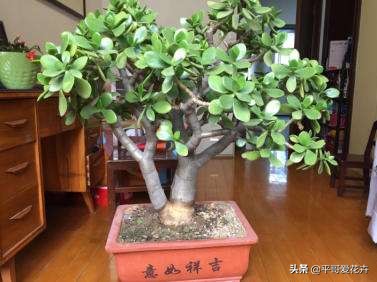 “3种花”冻伤不要扔,教你这样做,快速恢复生机,很有观赏性