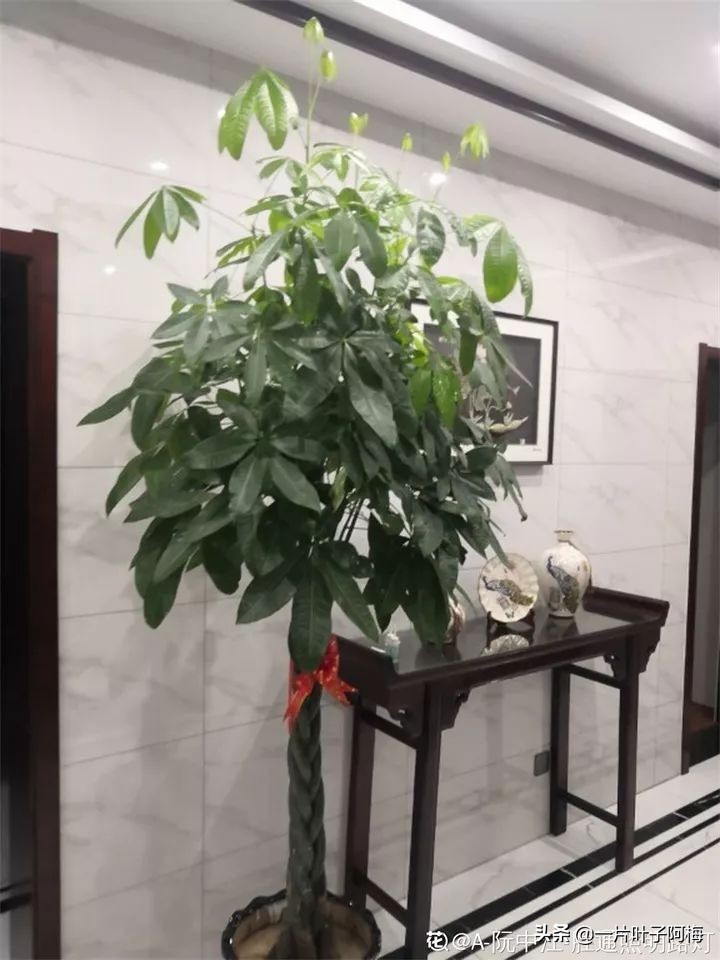 5个植物最招财,能开花又好养的植物又有寓意