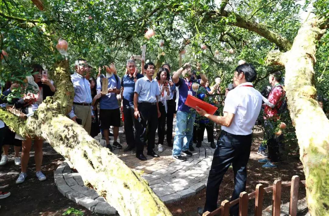 蒙自老树石榴图片大全,云南蒙自宝石石榴