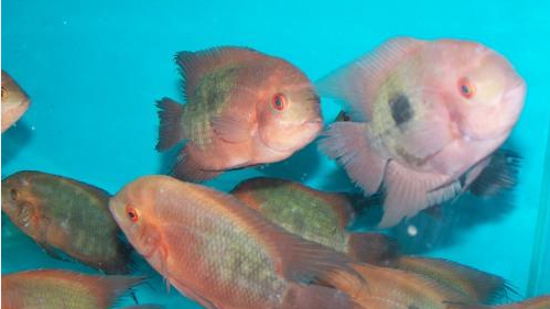 慈鲷品种,慈鲷类型