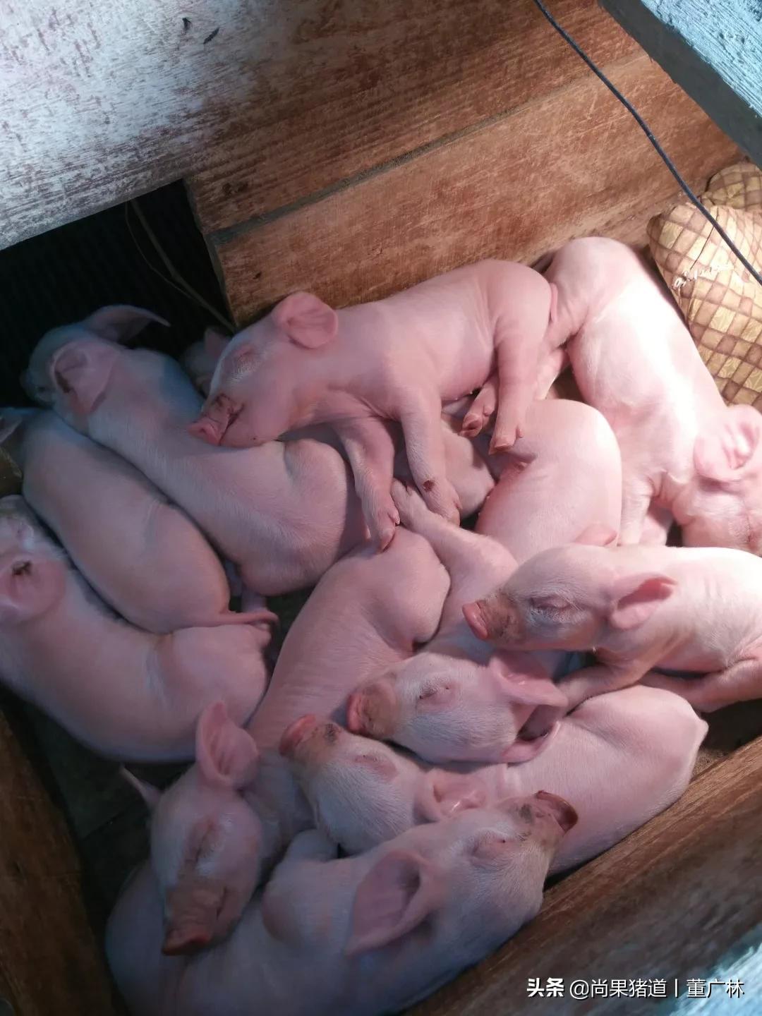 对于初产母猪问题频发的几点经验分享