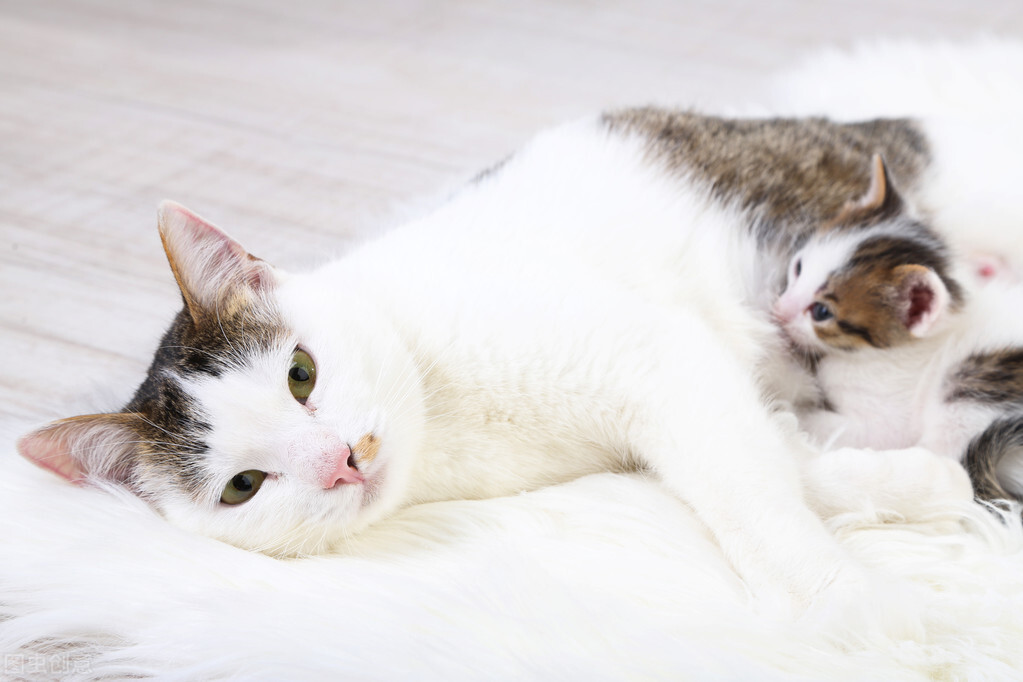 怎么护理即将要生猫宝宝的母猫,刚生完猫的母猫怎么护理