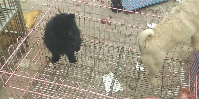 开封杨丰宠物市场最新价格信息,开封杨丰宠物市场现在开着吗