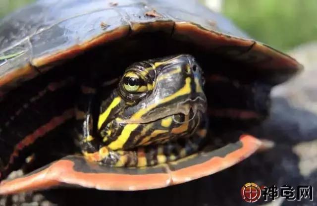 陆龟和半水龟有什么区别,最易饲养的偏陆半水龟