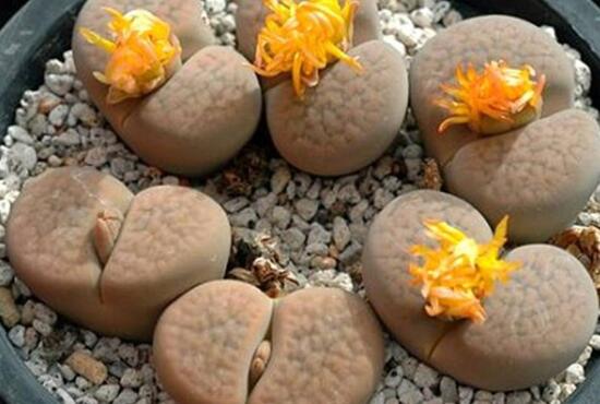 生石花怎么养，生石花的养殖方法和注意事项