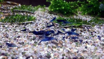 十大养不死的观赏虾品种,蓝宝石虾是不是养单一品种比较好