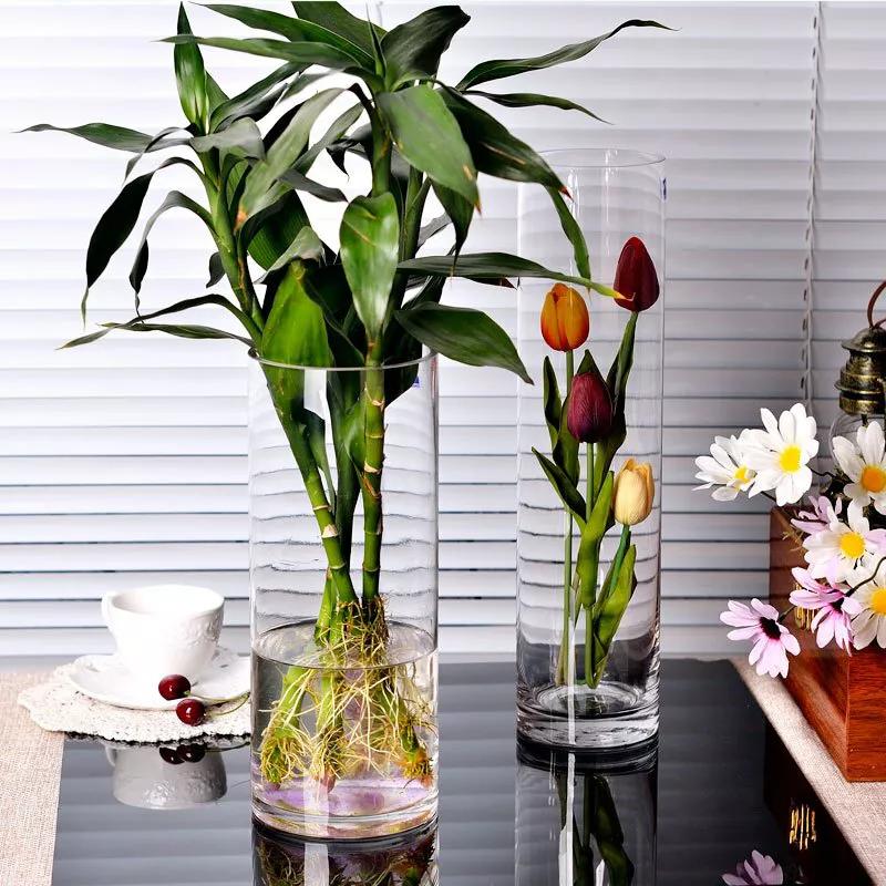 富贵竹没长根叶子发黄怎么办,富贵竹没根系叶子发黄怎么救