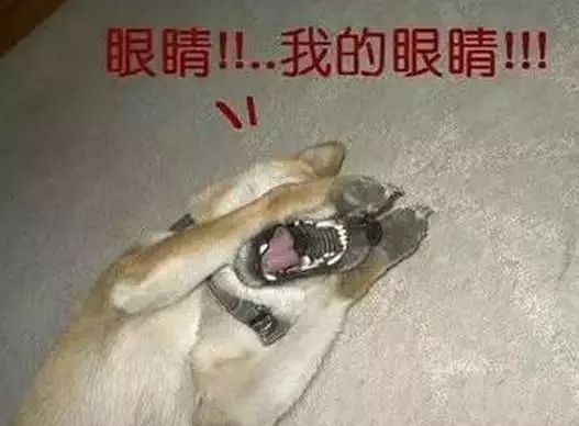 眼睛进了脏东西用什么消炎,眼睛进了脏东西很疼怎么办