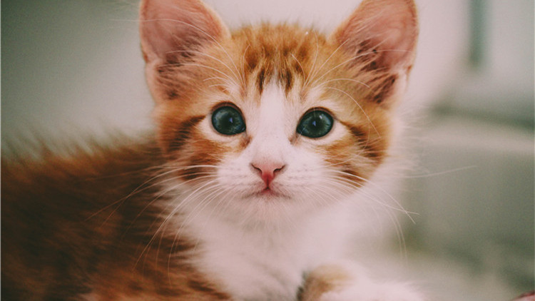 养猫家中异味怎么去除,养猫怎么防止家里有异味