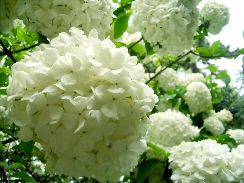 琼花是什么花长在哪里,琼花到底是什么花啊