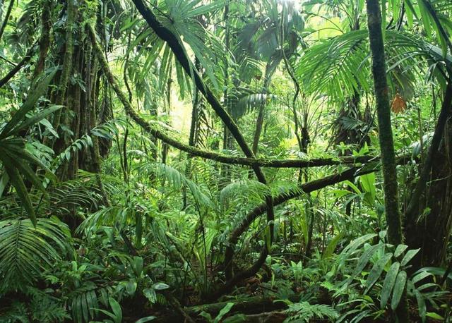 真蛇大战真实视频,拍人蛇大战用的是真蛇吗