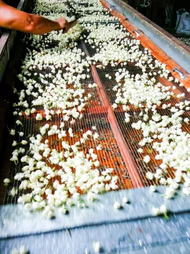 中茶的茉莉花茶叶怎么样,好茶的标准茉莉花茶