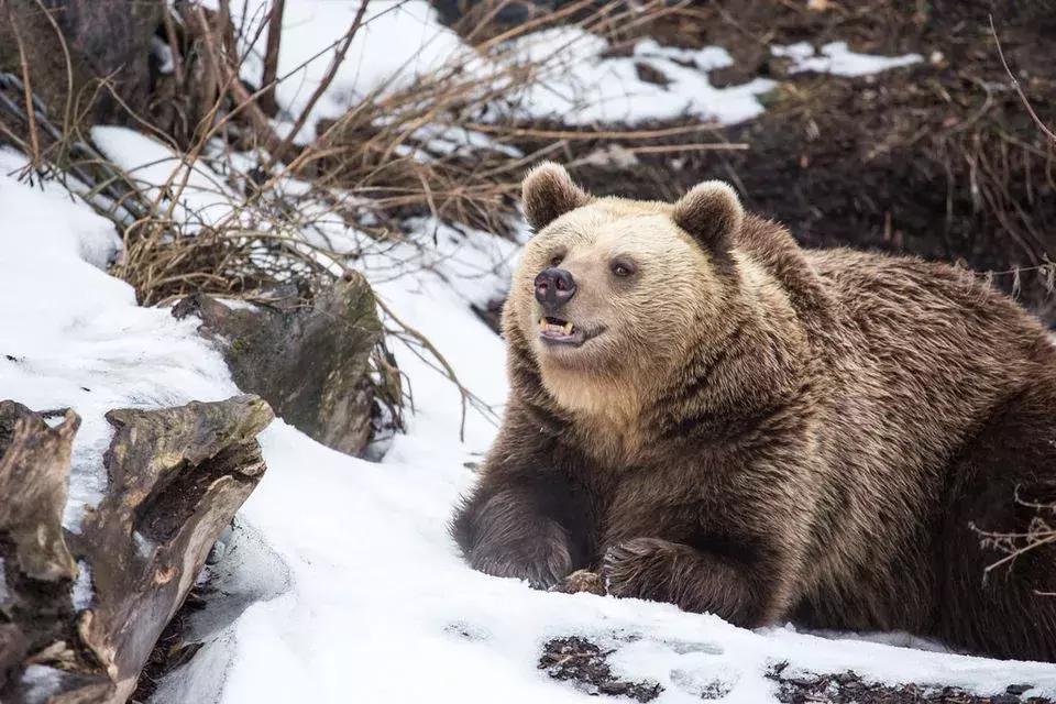 与熊同居28年后神秘死亡，这个女人传奇的一生，隐藏着惊人结局……