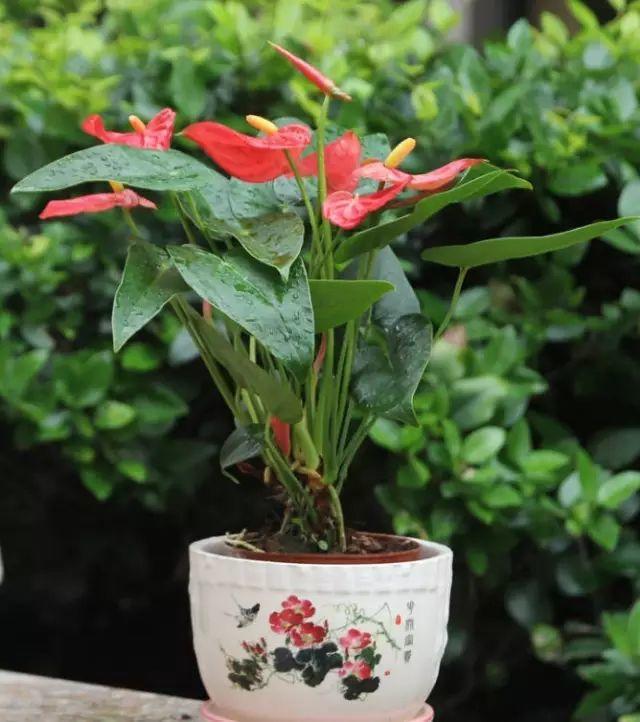 红掌怎么养才会开花越多,怎么让红掌叶绿花红